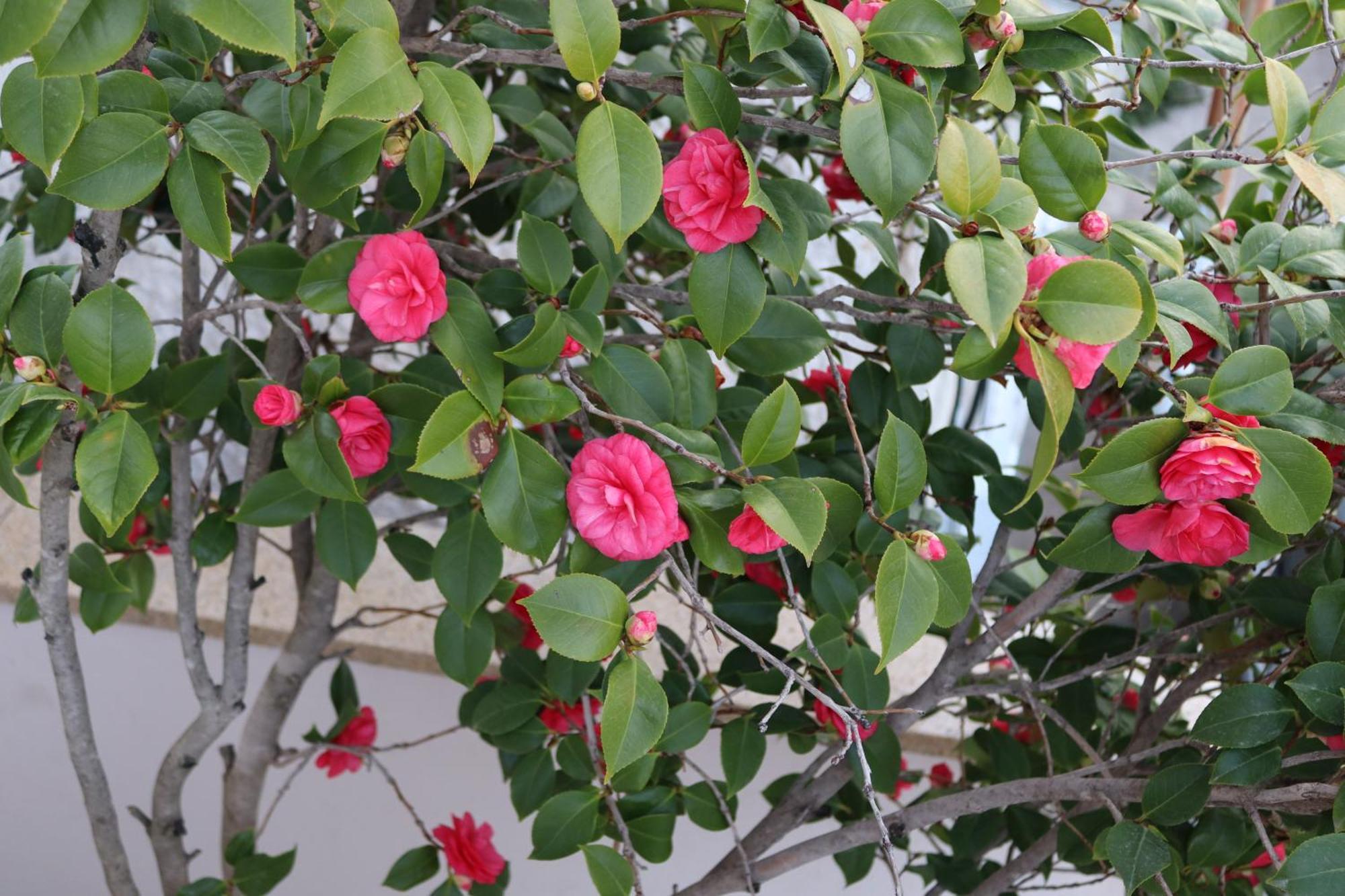 Lovely Studio With Beautiful Garden Καβάλα Εξωτερικό φωτογραφία